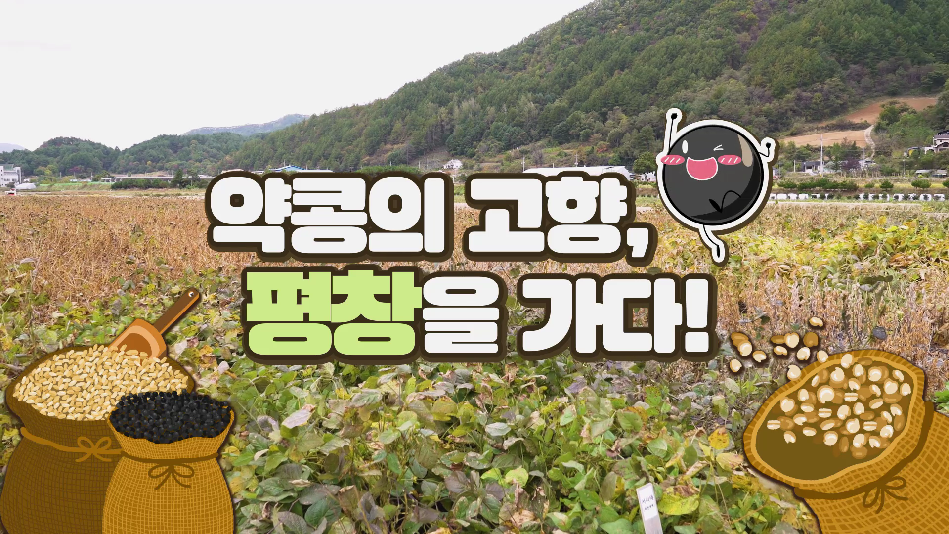 [약콩두유] “우리의 약콩을 찾아서” 약콩의 고향 평창 – 재배지 편