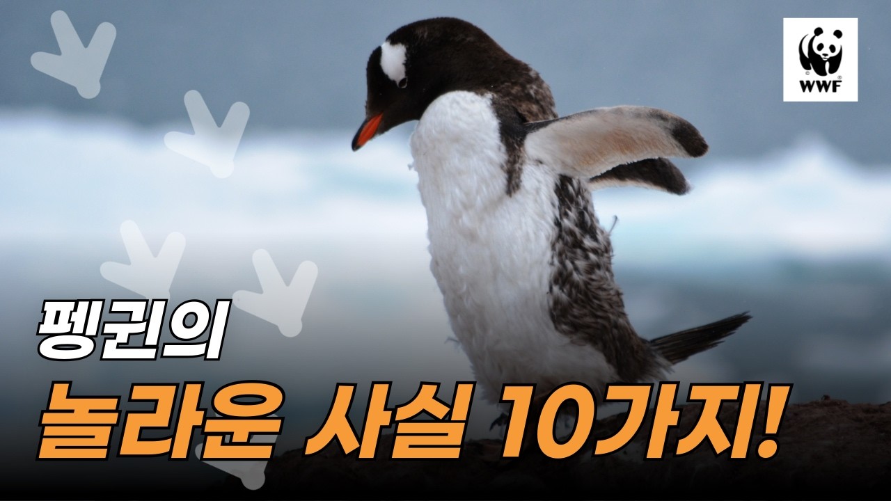 펭귄에 대해 우리가 미처 몰랐던 흥미로운 사실 10가지!