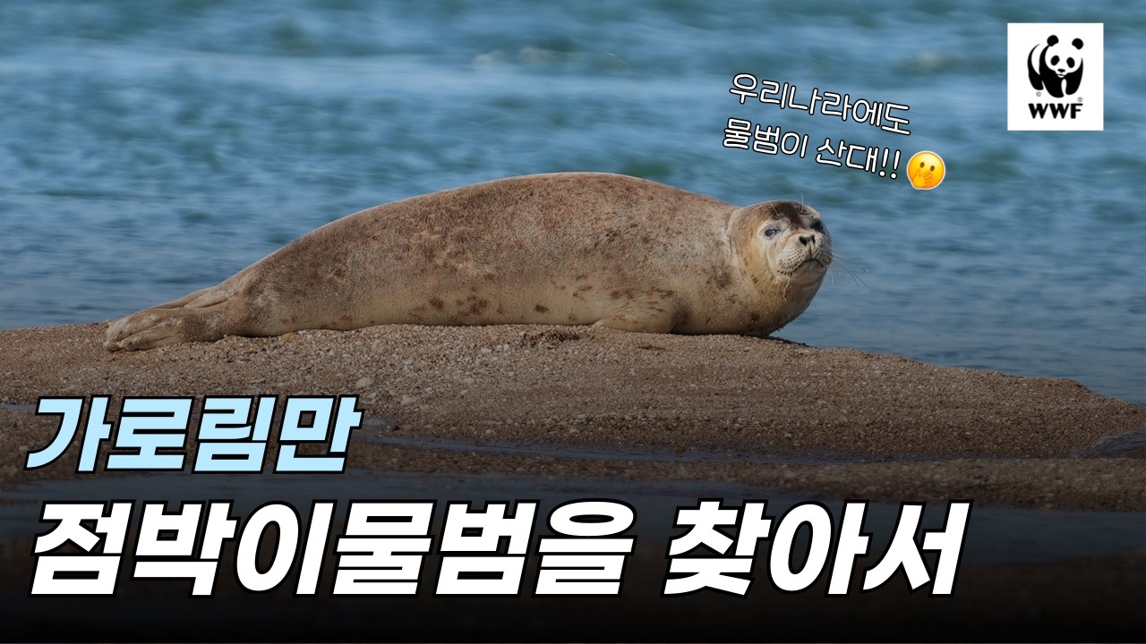 가로림만에 점박이물범이 산다고? 시민과 함께 찾아 나선 점박이물범