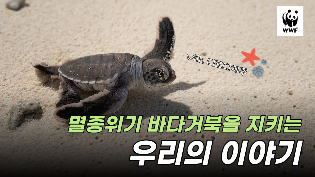 제주 바다의 ‘까만 점’을 아시나요? 바다거북을 되찾기 위한 1년의 기록
