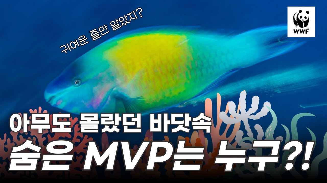 산호초를 살리는 바닷속 작은 영웅의 정체는?