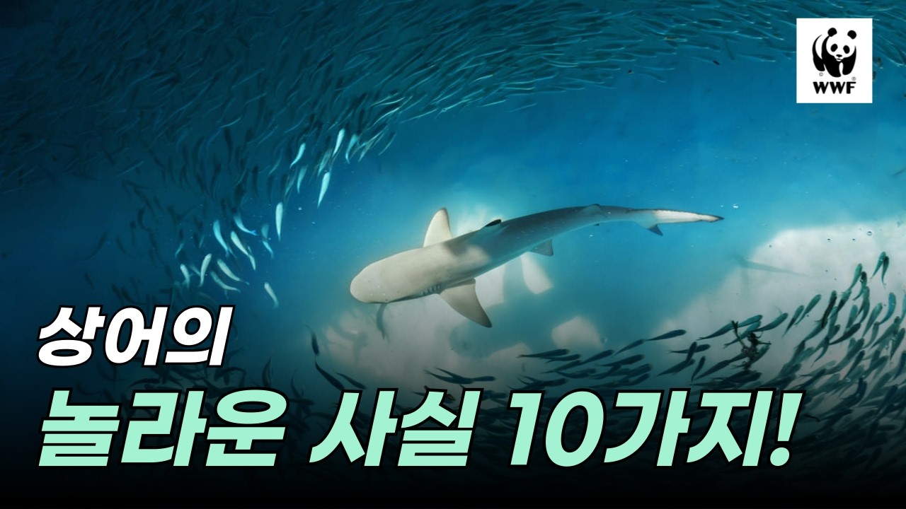 알고 보면 더 놀라운 상어의 비밀 10가지!