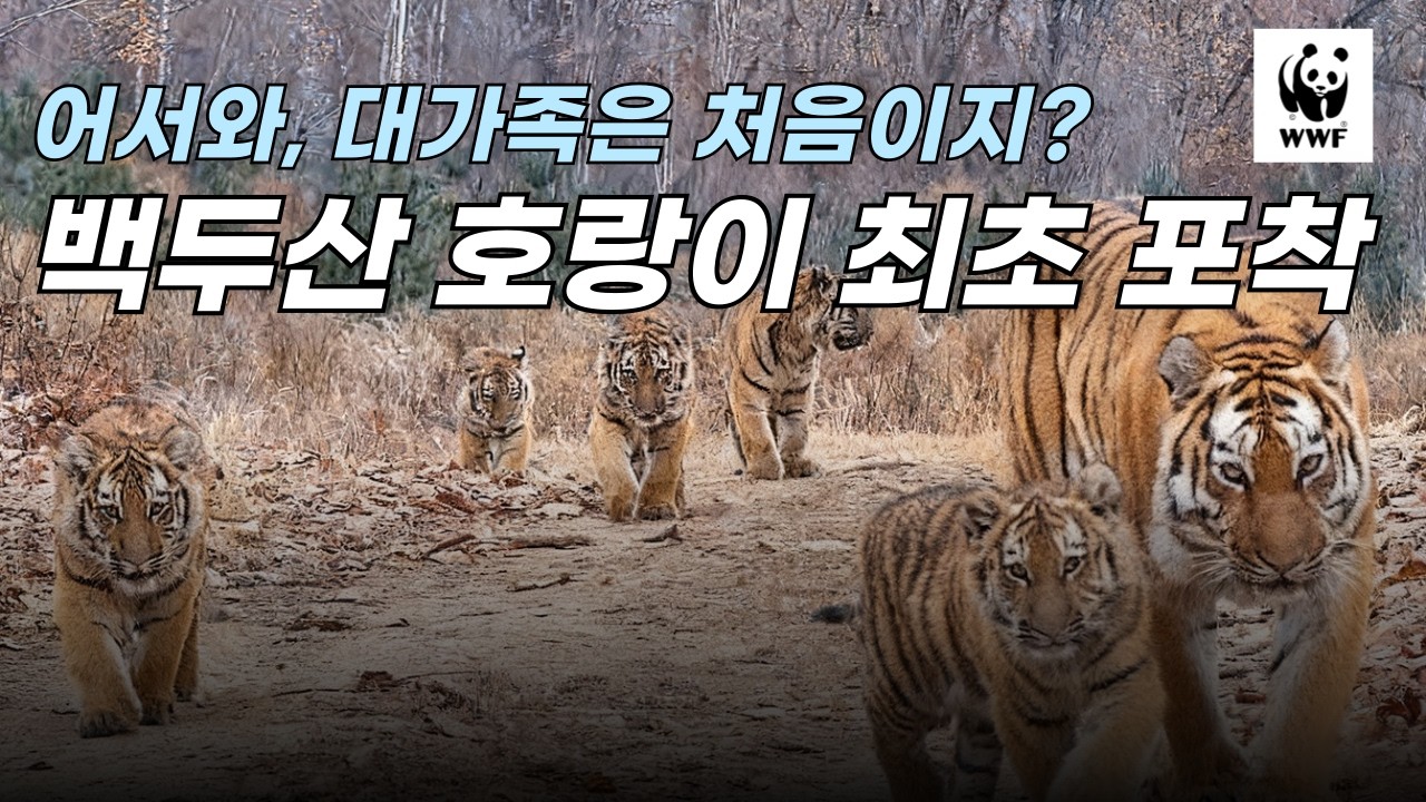 어서 와, 호랑이 대가족은 처음이지? 백두산 호랑이 최초 포착