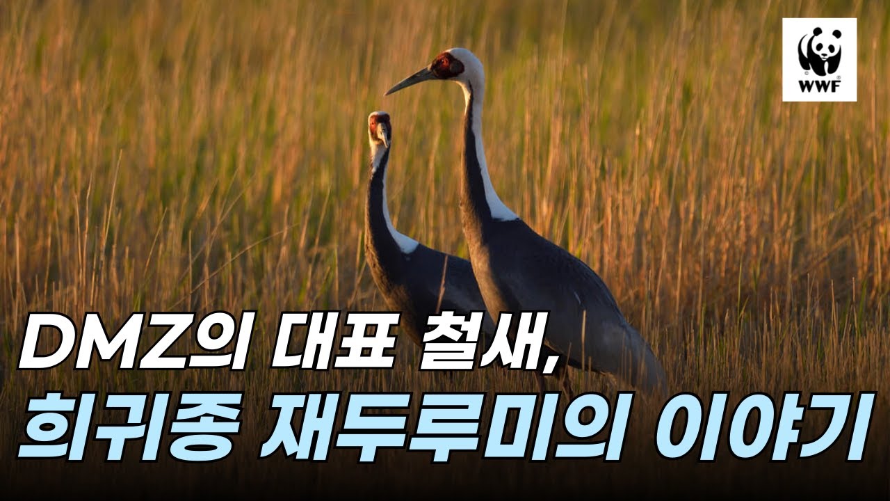 DMZ에 숨겨진 기적, 멸종위기종 ‘재두루미’의 위대한 여정