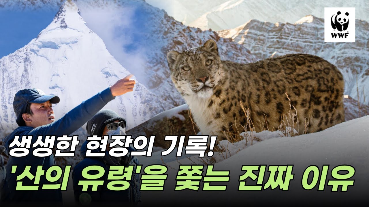 해발 4,200m 산의 유령을 찾아서! 눈표범 추적 미션 현장 기록