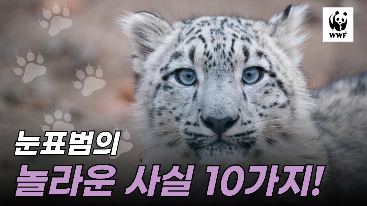 사람의 눈을 피해 숨어 사는 ‘설산의 유령’ 눈표범의 정체