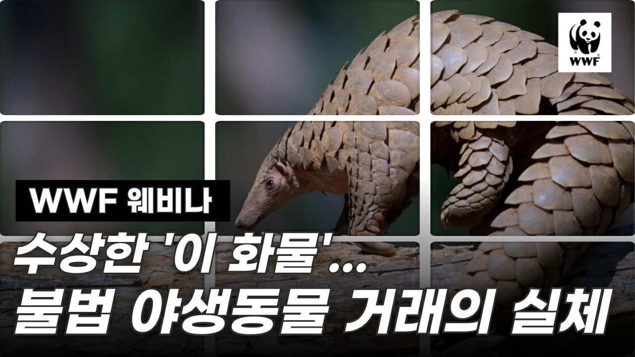 글로벌 물류의 어두운 이면, 야생동물 밀수로부터 우리 회사를 지키는 가이드